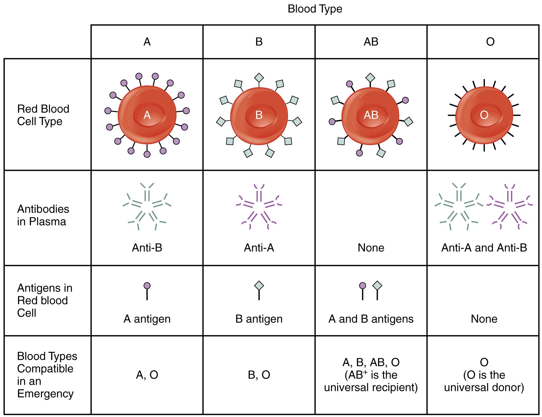 Macroscopic assessment image